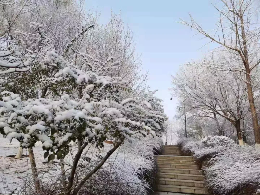 济南的雪（济南真的下雪啦！）-第41张图片