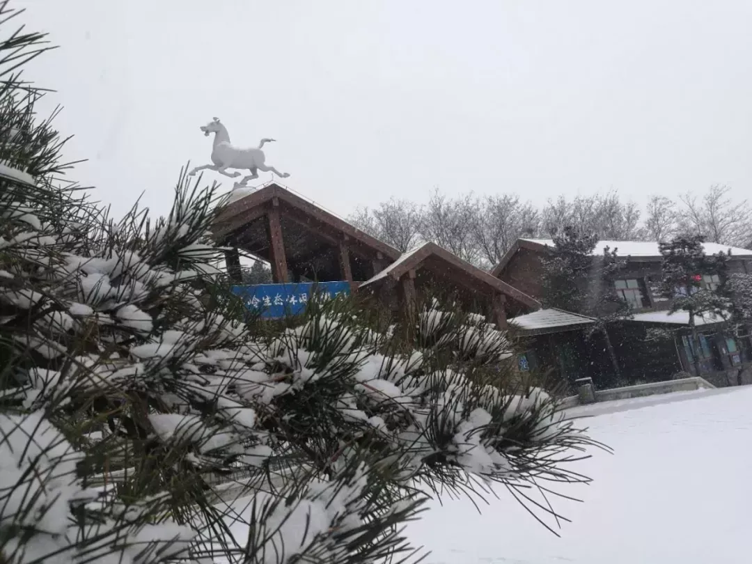 济南的雪（济南真的下雪啦！）-第44张图片