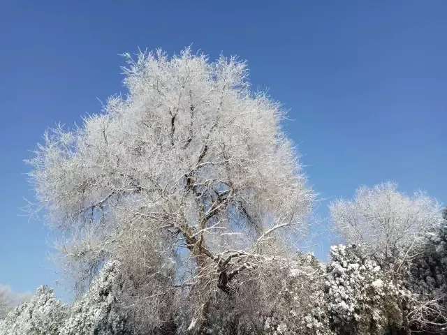 济南的雪（济南真的下雪啦！）-第45张图片