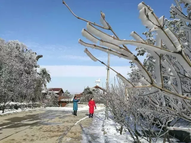 济南的雪（济南真的下雪啦！）-第46张图片