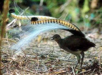澳洲琴鸟（澳洲这种鸟堪称“超级声音模仿秀”）-第5张图片