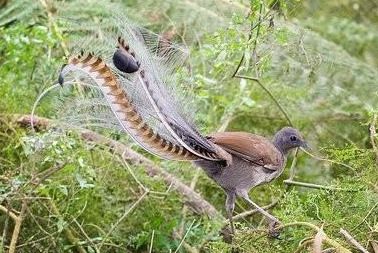 澳洲琴鸟（澳洲这种鸟堪称“超级声音模仿秀”）-第3张图片