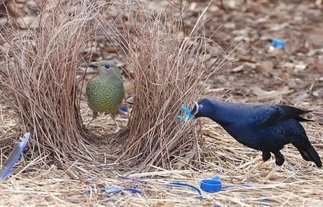 澳洲琴鸟（澳洲这种鸟堪称“超级声音模仿秀”）-第7张图片