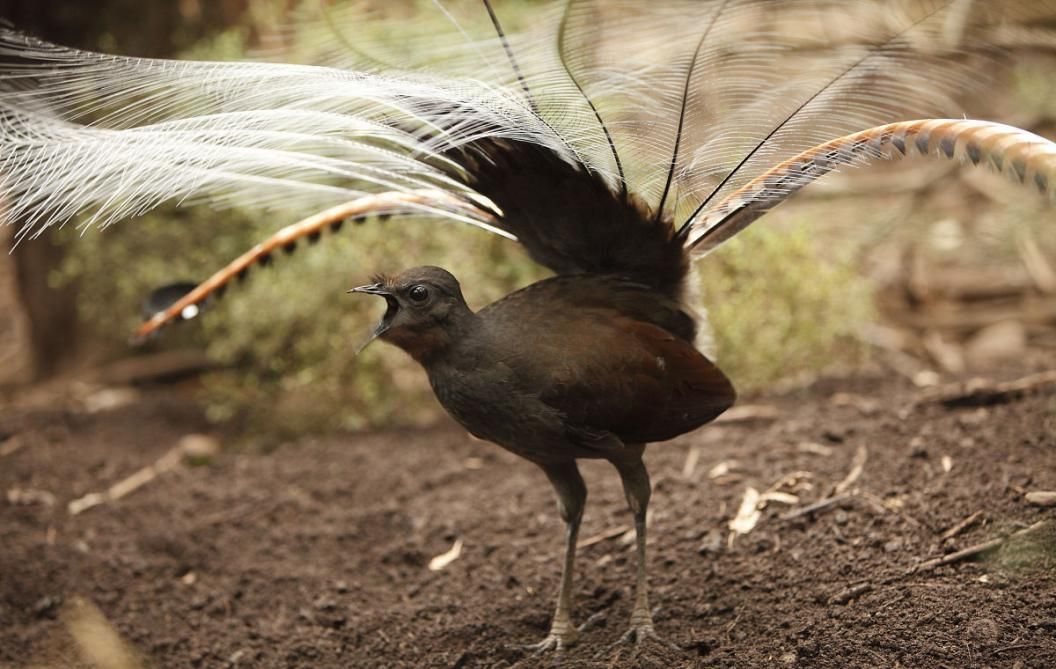 澳洲琴鸟（澳洲国鸟——琴鸟）-第2张图片