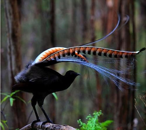 澳洲琴鸟（澳洲国鸟——琴鸟）-第7张图片