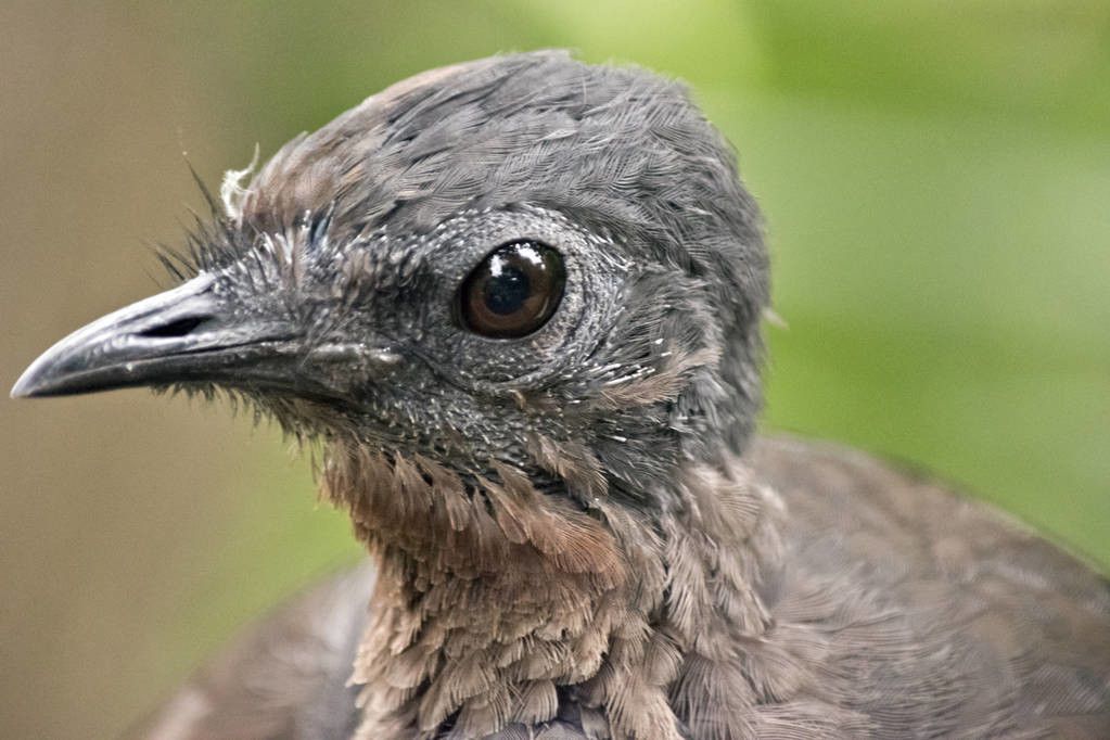 澳洲琴鸟（澳洲国鸟——琴鸟）-第5张图片