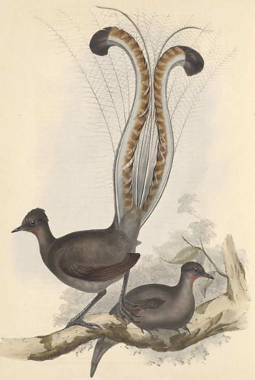 澳洲琴鸟（澳洲国鸟——琴鸟）-第6张图片