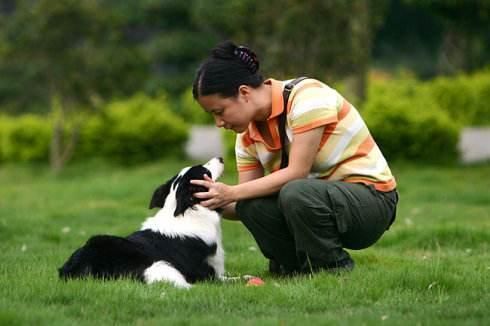 边境牧羊犬如何训练(边境牧羊犬要怎么训练？)-第3张图片