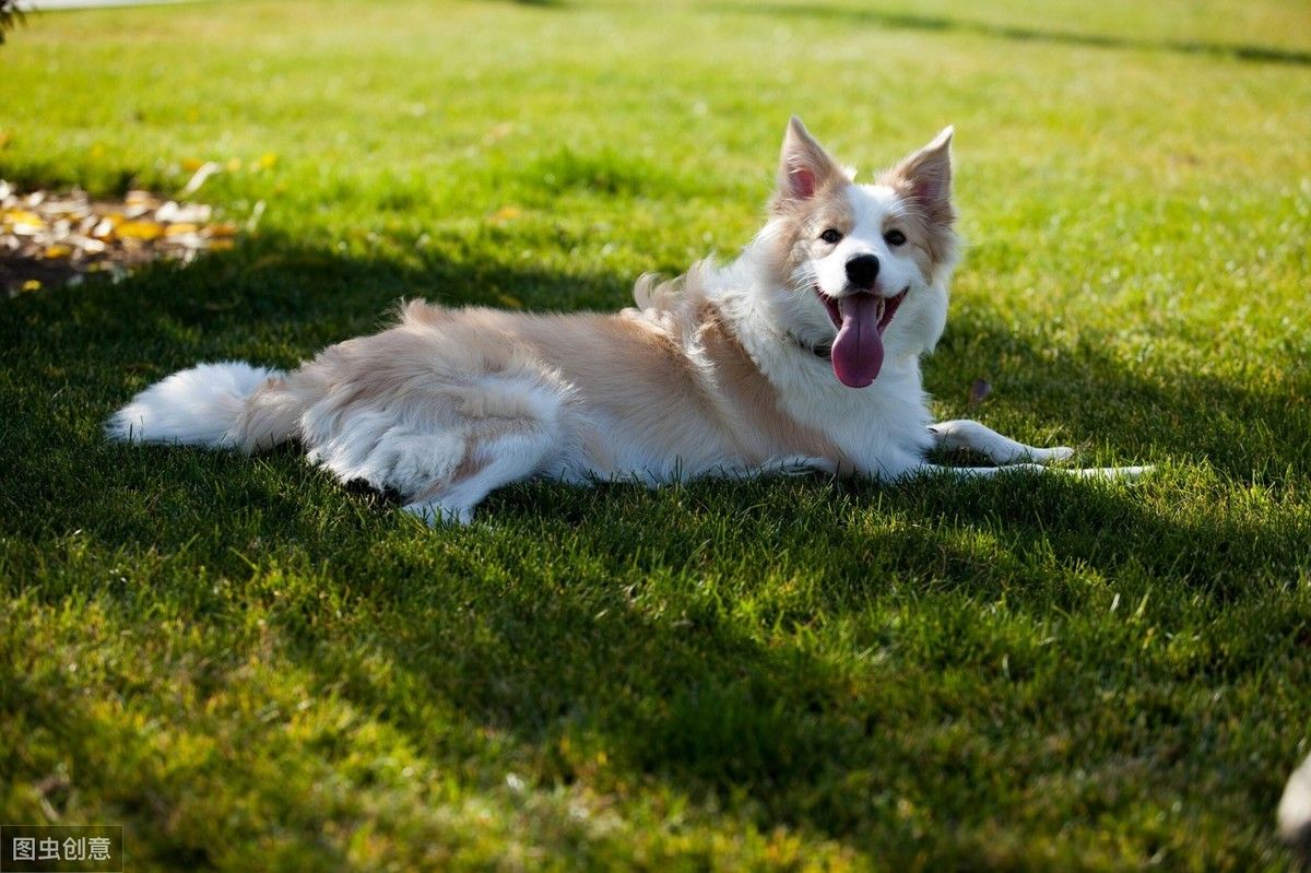 边境牧羊犬如何训练(边境牧羊犬要怎么训练？)-第10张图片