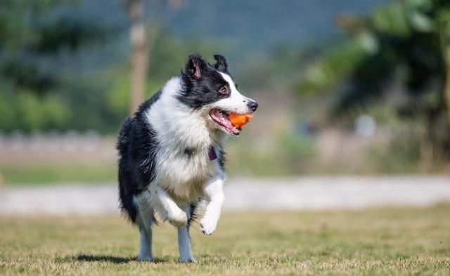 边境牧羊犬如何训练(边境牧羊犬要怎么训练？)-第8张图片