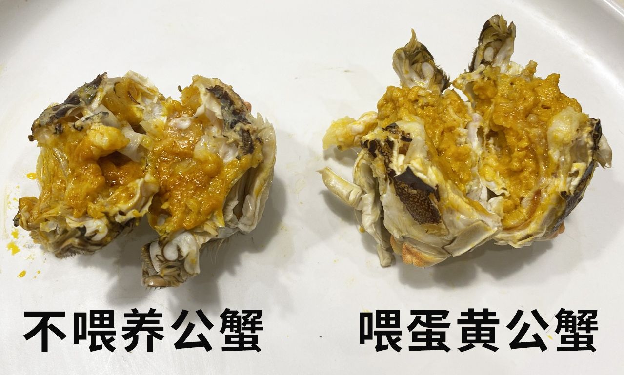 死螃蟹可以吃吗（螃蟹死了为啥不能吃？）-第8张图片