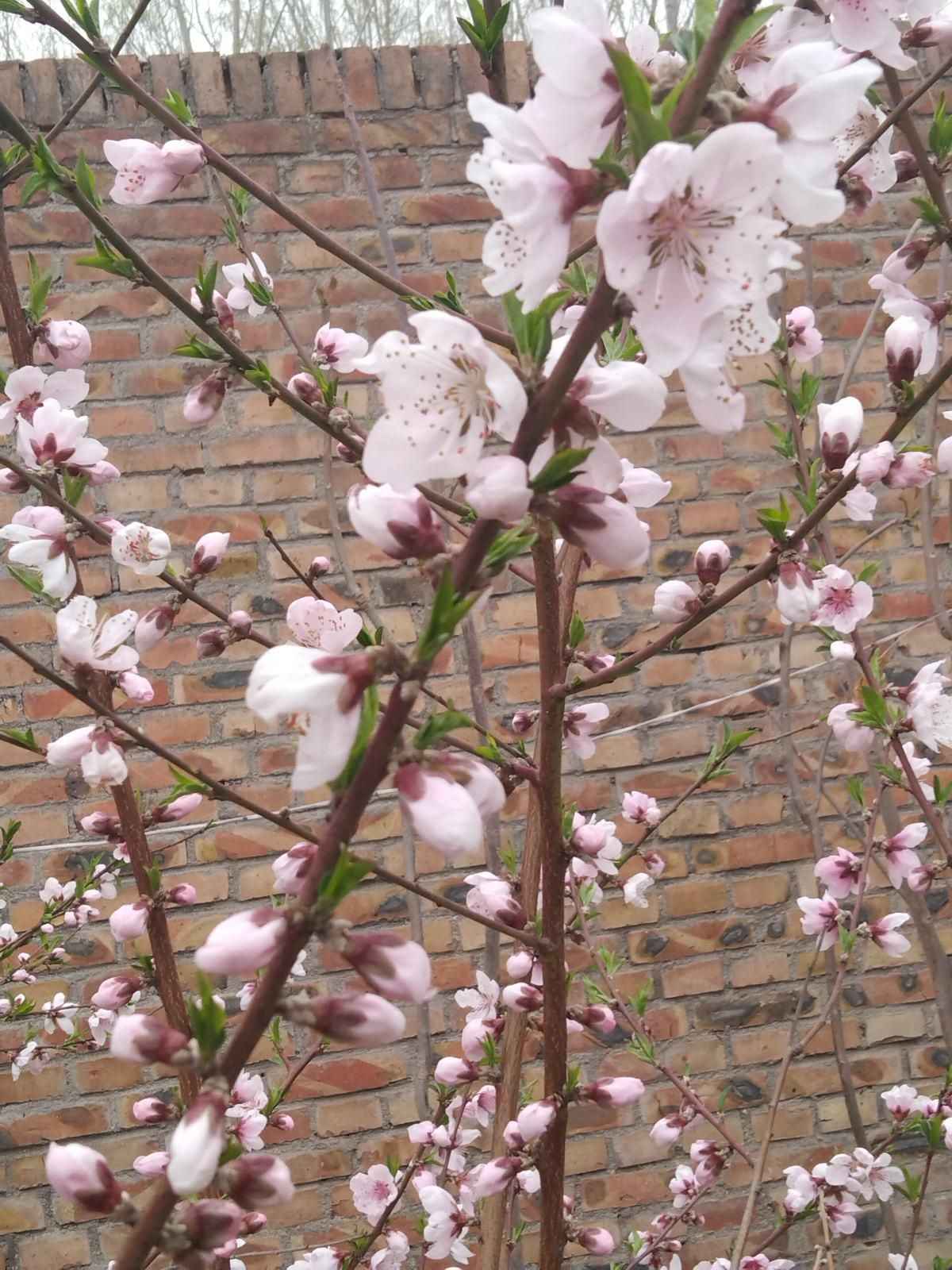 春天的花（这5种花是春天的代表性花草！）-第11张图片