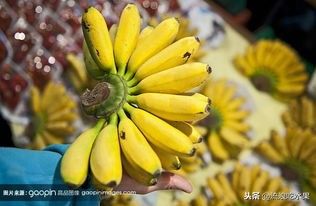 海南香蕉产地（香蕉产地有哪些）-第1张图片