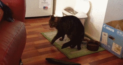 猫怕黄瓜（为什么猫会怕黄瓜？）-第2张图片