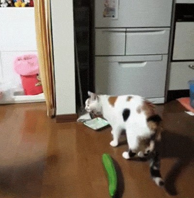 猫怕黄瓜（为什么猫会怕黄瓜？）-第1张图片