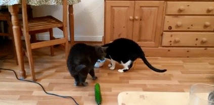 猫怕黄瓜（为什么猫会怕黄瓜？）-第3张图片