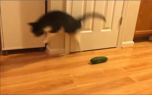猫怕黄瓜（为什么猫会怕黄瓜？）-第5张图片