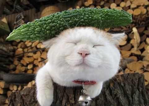 猫怕黄瓜（为什么猫会怕黄瓜？）-第6张图片