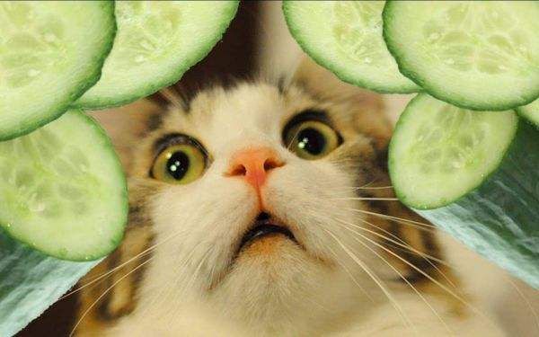 猫怕黄瓜（为什么猫会怕黄瓜？）-第4张图片