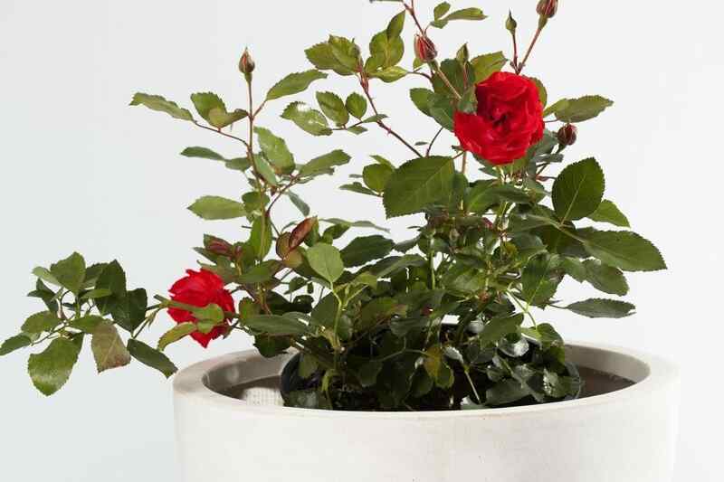 玫瑰花的种植方法（玫瑰花的养殖方法？）-第1张图片