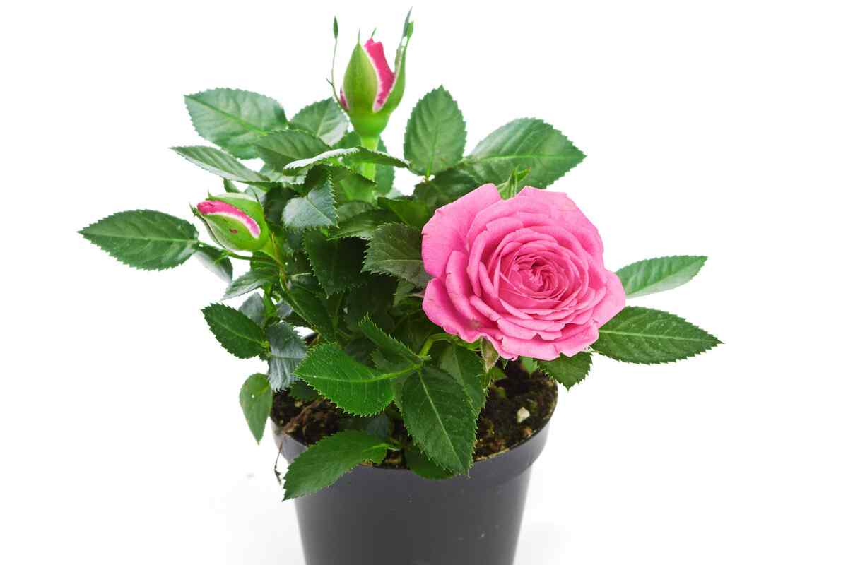 玫瑰花的种植方法（玫瑰花的养殖方法？）-第2张图片