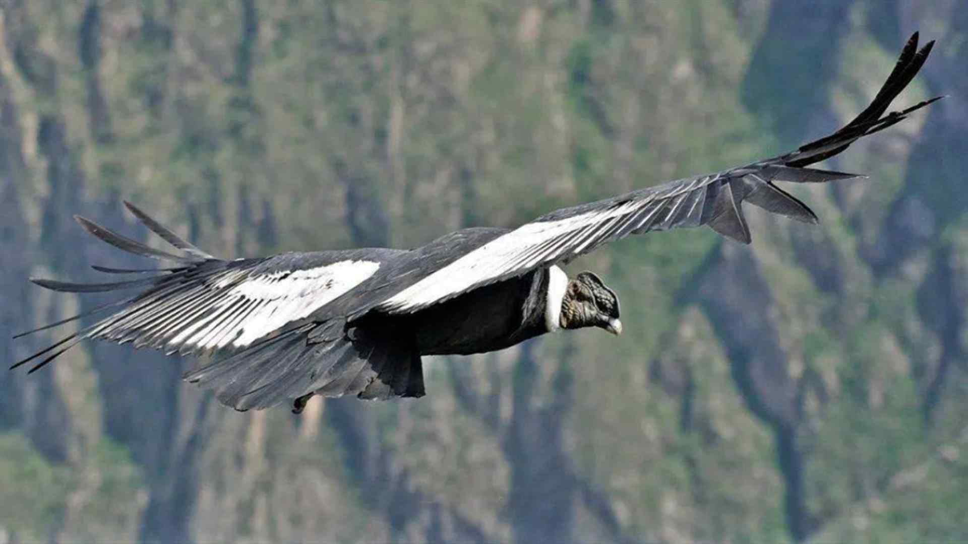 世界上体型最大的鹰（安第斯秃鹫）-第1张图片