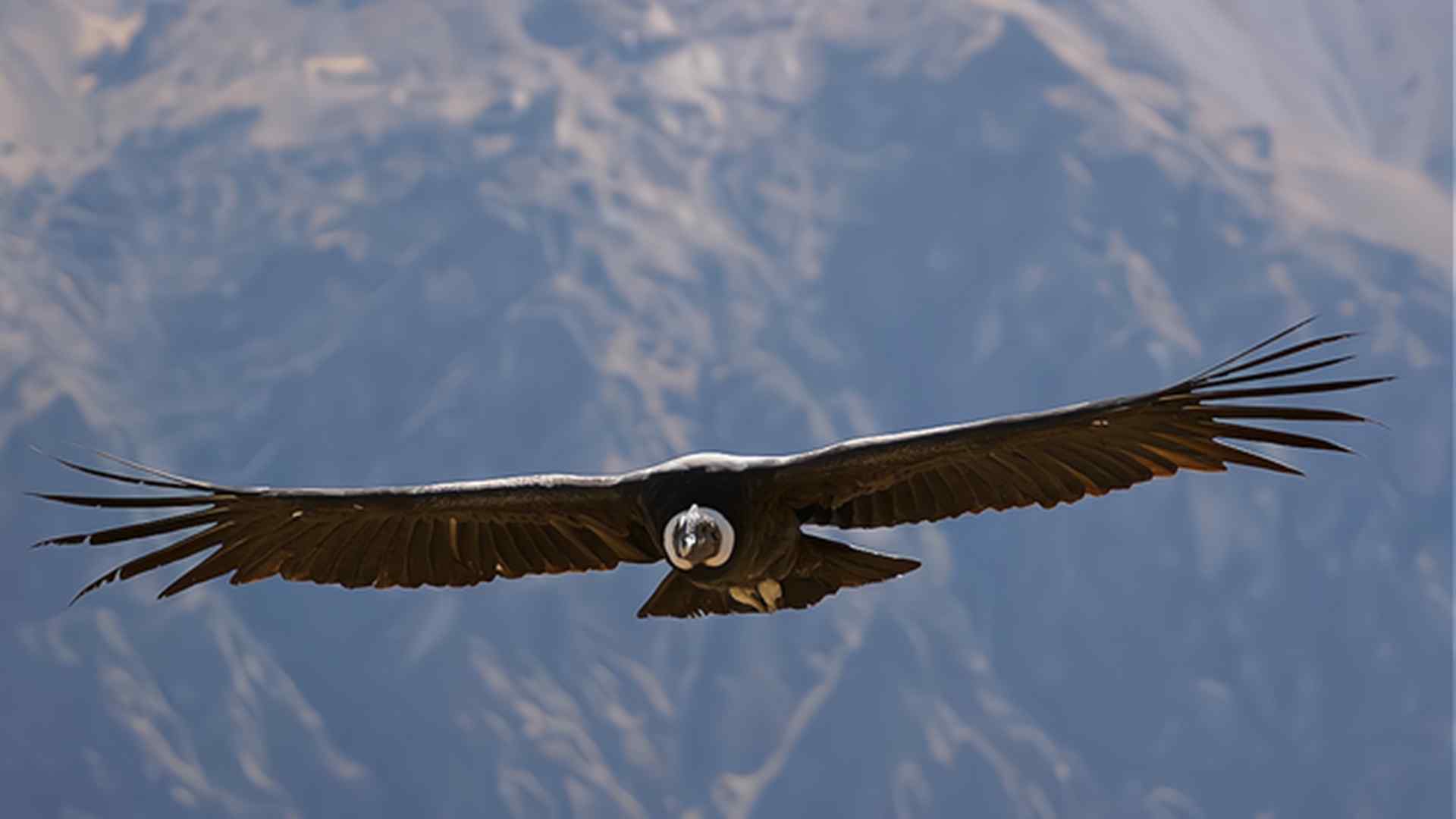 世界上体型最大的鹰（安第斯秃鹫）-第2张图片