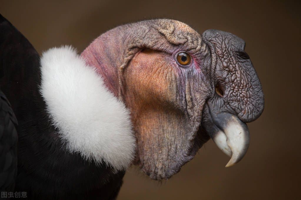 世界上体型最大的鹰（安第斯秃鹫）-第3张图片