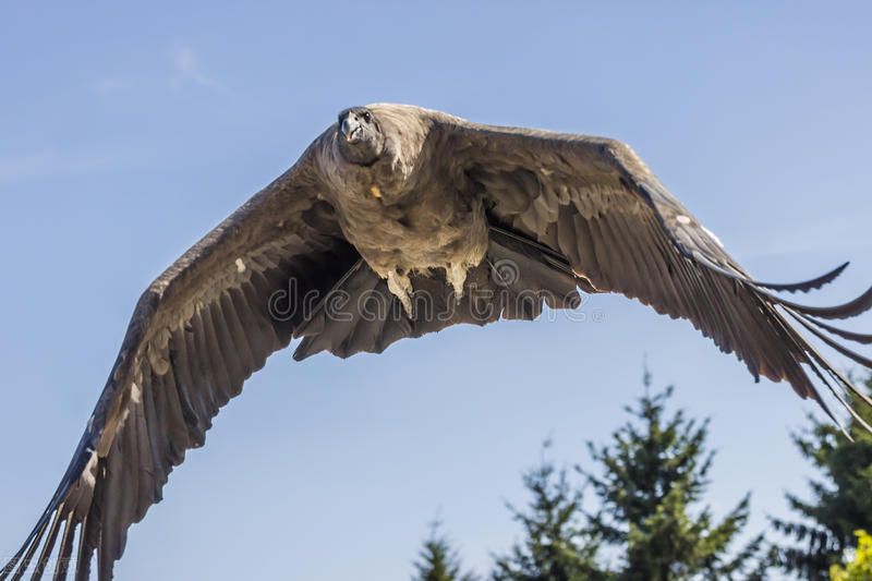 世界上体型最大的鹰（安第斯秃鹫）-第5张图片