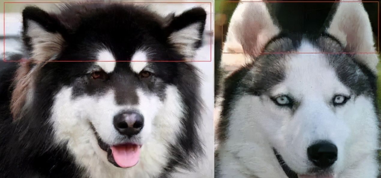 阿拉斯加犬和哈士奇（如何区分阿拉斯加和哈士奇？）-第4张图片