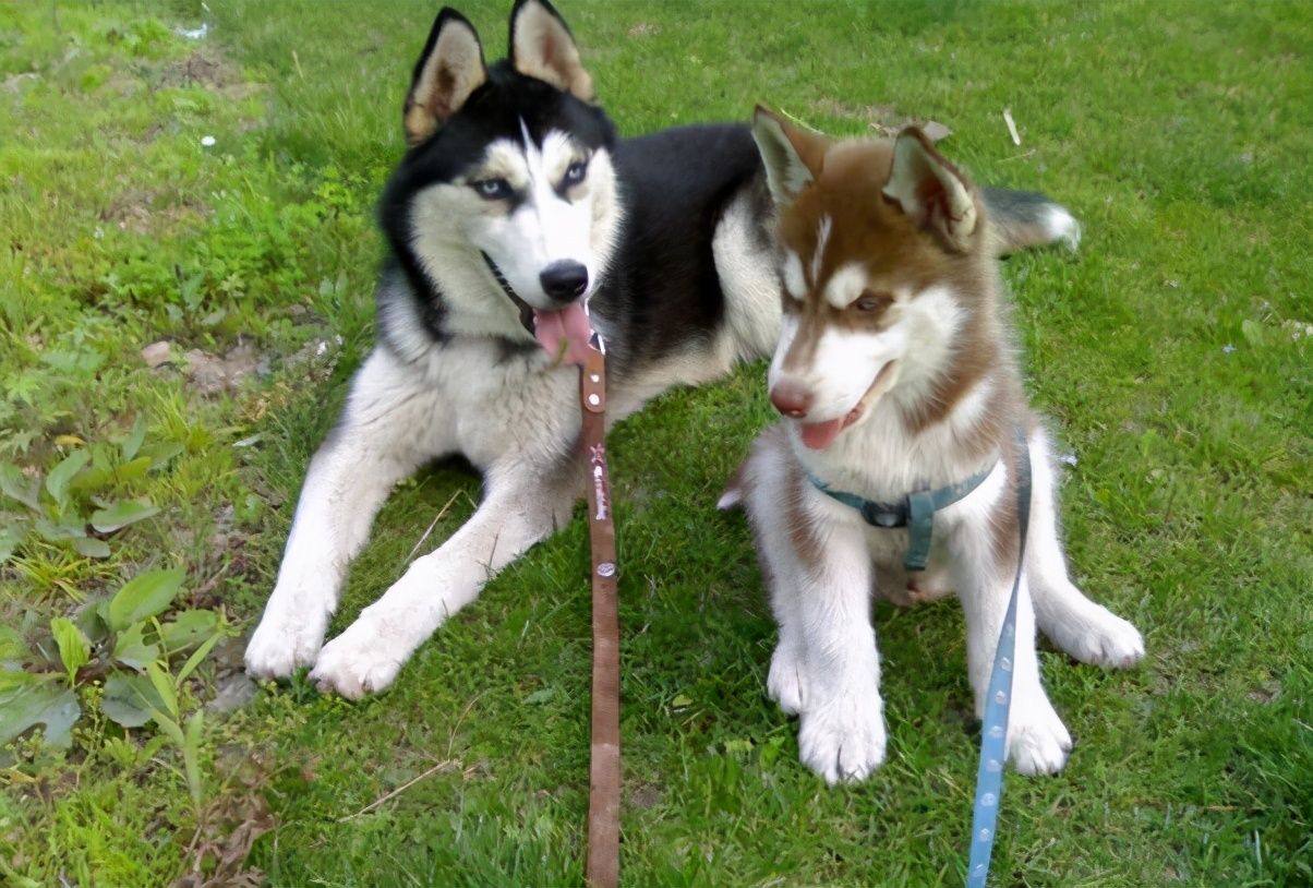阿拉斯加犬和哈士奇（如何区分阿拉斯加和哈士奇？）-第8张图片