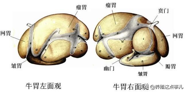 牛有多少个胃（牛有几个胃？）-第1张图片