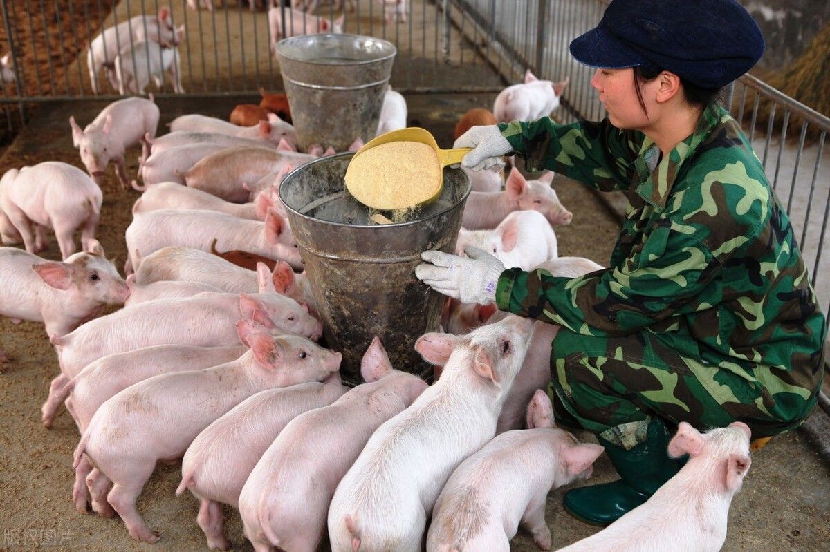 猪的养殖技术（猪的饲养管理技术）-第2张图片