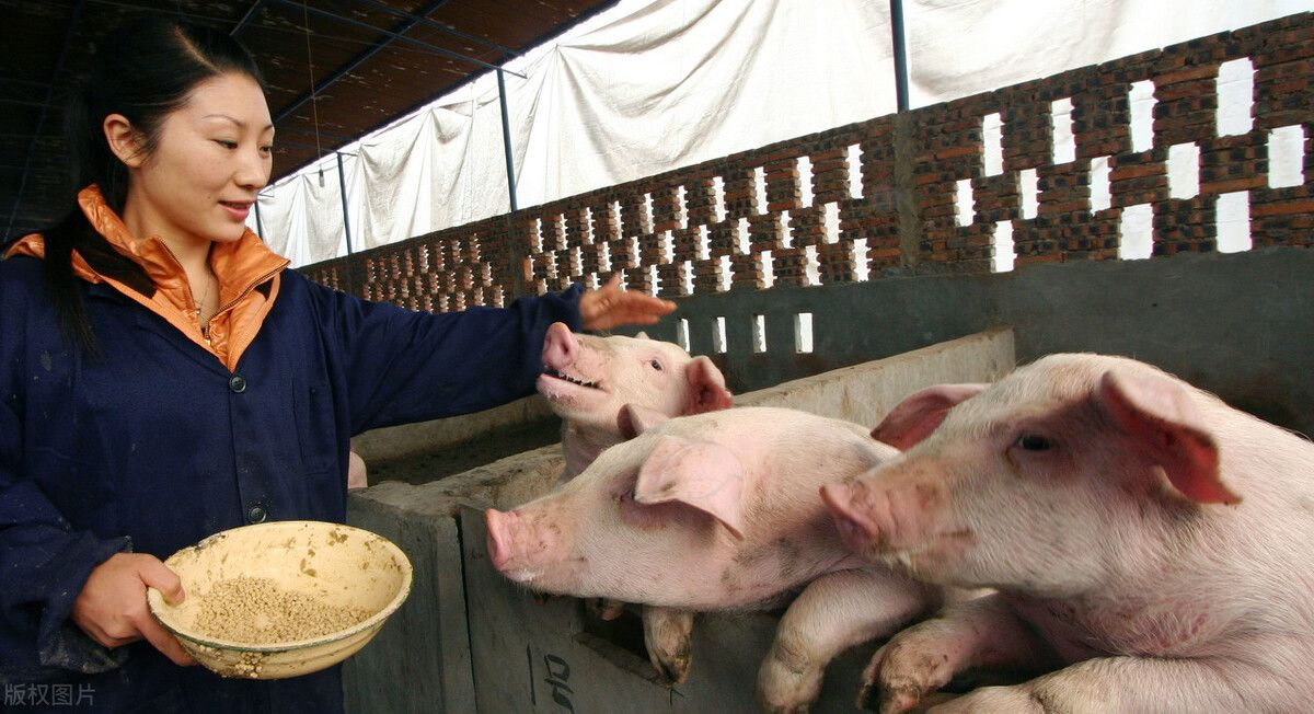 猪的养殖技术（猪的饲养管理技术）-第3张图片