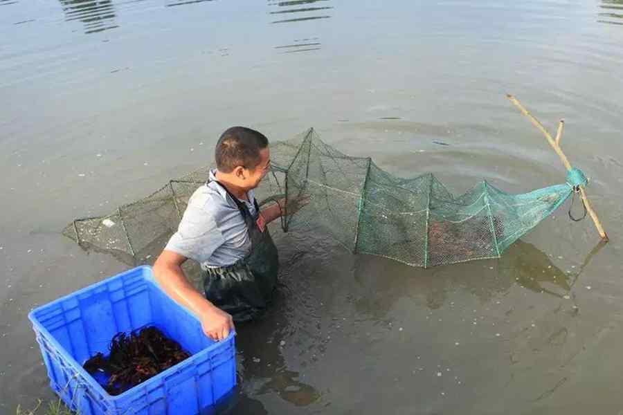小龙虾养殖技巧（池塘养殖小龙虾如何高产？）-第5张图片