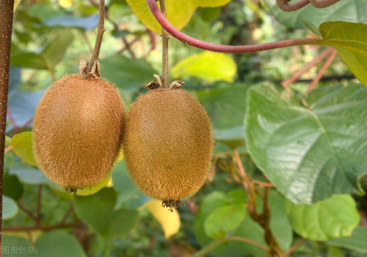 猕猴桃属于什么水果（猕猴桃和奇异果到底有什么区别？）-第4张图片