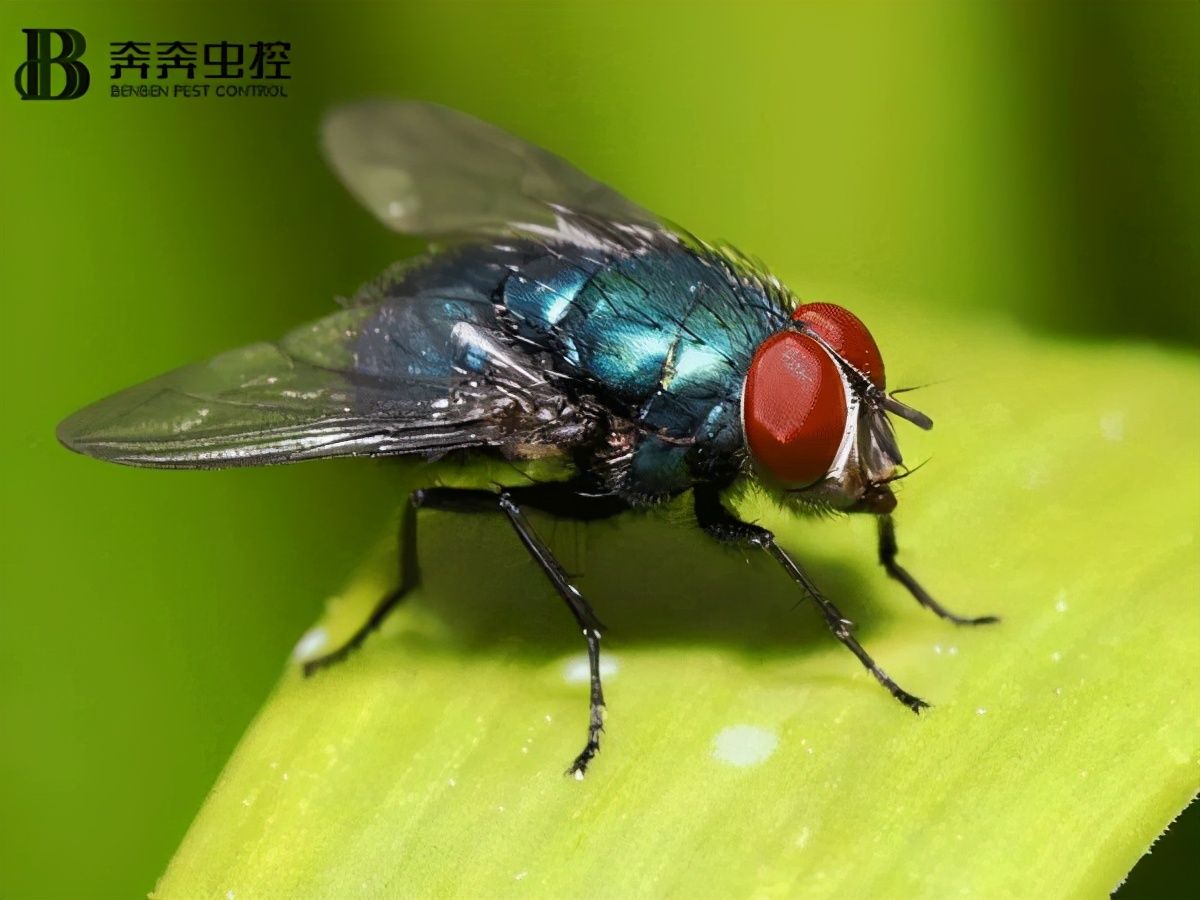 灭苍蝇的方法（轻松把苍蝇一网打尽）-第1张图片