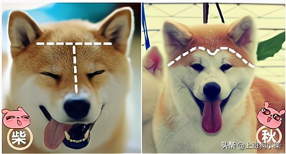 柴犬和秋田犬的区别（柴犬和秋田犬有什么区别？）-第4张图片