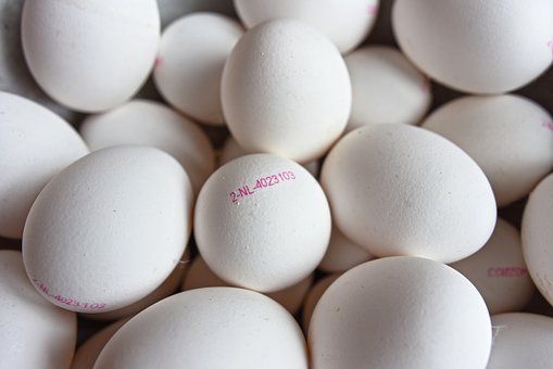 鸽子蛋的营养价值有哪些（鸽子蛋有什么营养价值吗？）-第1张图片