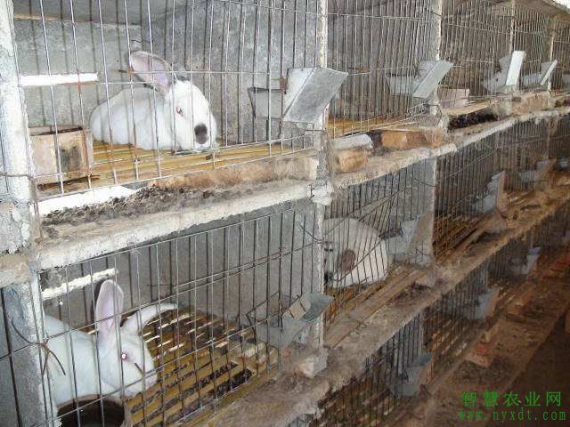 獭兔的养殖技术（獭兔的饲养搭配技术）-第3张图片