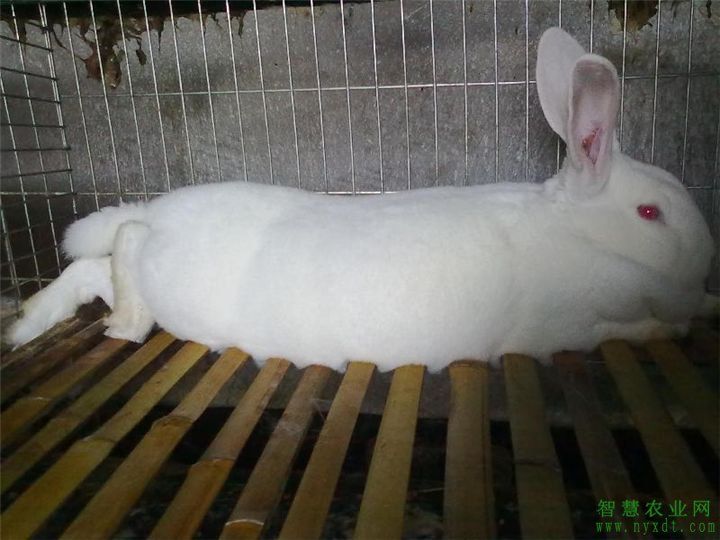 獭兔的养殖技术（獭兔的饲养搭配技术）-第2张图片