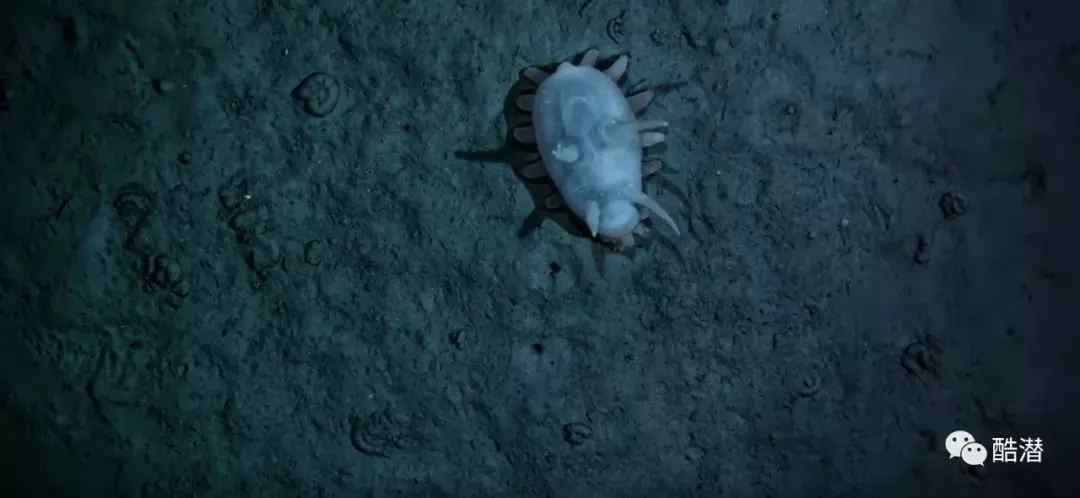 海猪能吃吗?(海猪是海里面的猪吗?)-第4张图片 海猪能吃吗?(海猪是海里面的猪吗?)-第4张图片
