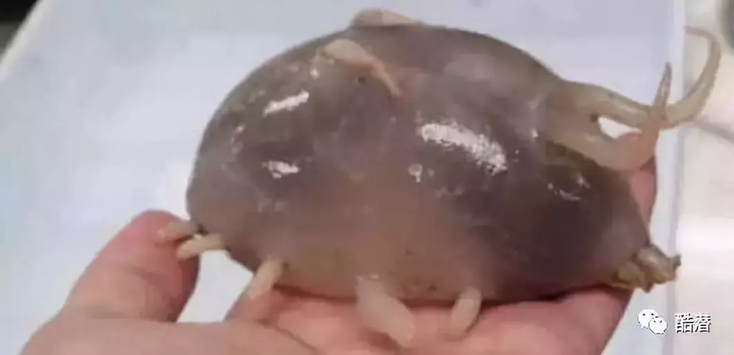 海猪能吃吗?(海猪是海里面的猪吗?)-第5张图片 海猪能吃吗?(海猪是海里面的猪吗?)-第5张图片