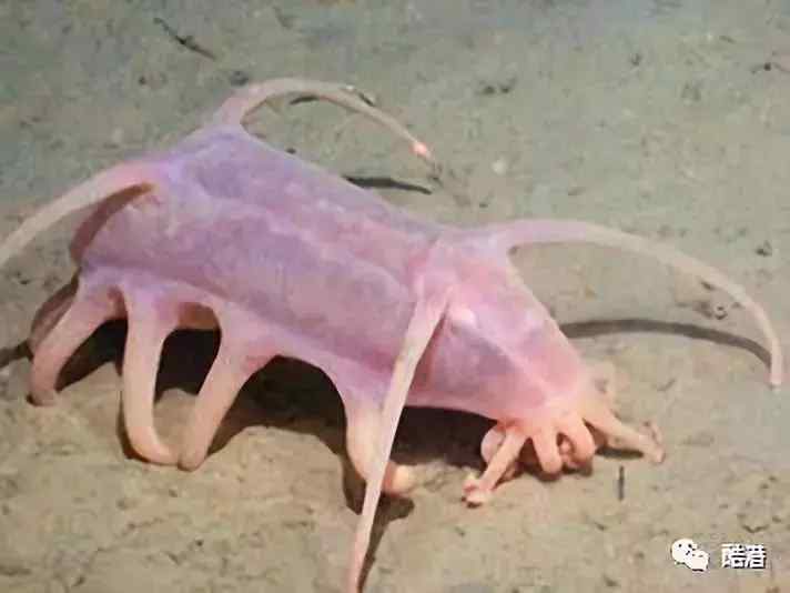 海猪能吃吗?(海猪是海里面的猪吗?)-第7张图片 海猪能吃吗?(海猪是海里面的猪吗?)-第7张图片