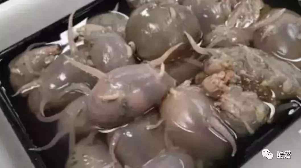 海猪能吃吗?(海猪是海里面的猪吗?)-第8张图片 海猪能吃吗?(海猪是海里面的猪吗?)-第8张图片