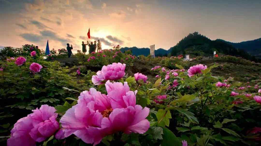 中国的国花（中国国花是什么？）-第13张图片