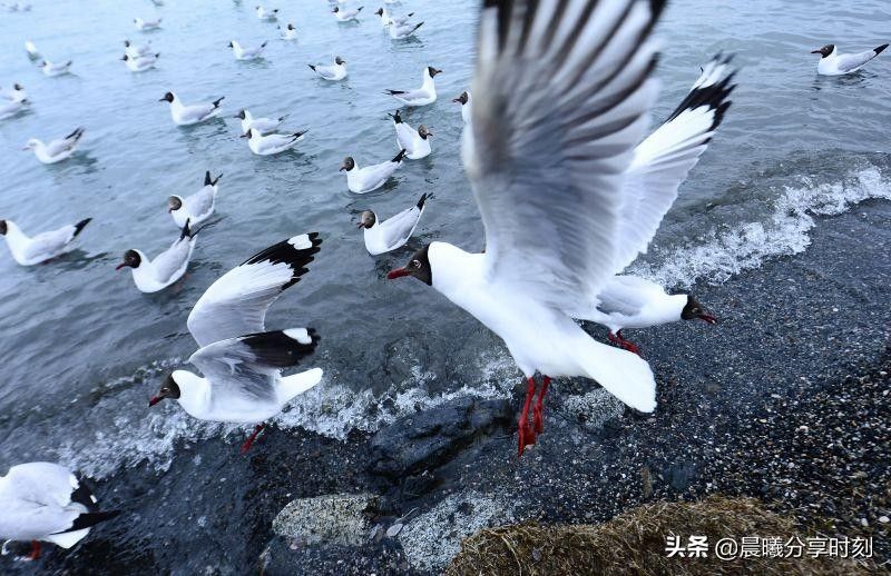 中国最大的湖（中国最大的湖泊—青海湖）-第9张图片