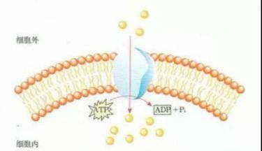 物质跨膜运输的方式（物质跨膜运输方式）-第2张图片