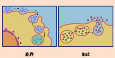 物质跨膜运输的方式（物质跨膜运输方式）-第3张图片