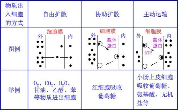 物质跨膜运输的方式（物质跨膜运输方式）-第4张图片